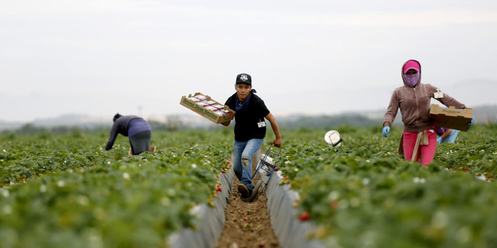 Teens Working in the California Fields